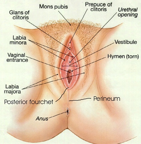 Vagina Anatomy 75